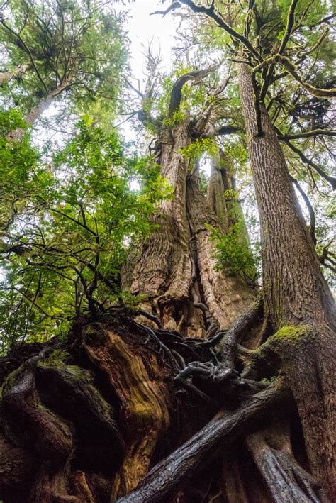 Big Cedar Tree Kalaloch In Olympic National Park Stock Photo Image Of