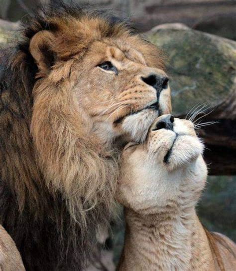 Cuddling Lions And Lion Love Image 8025047 On