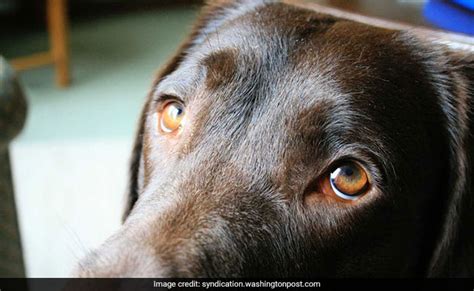 Scientists Think They Know Why Dogs Have Eyes That Tug At Our Hearts