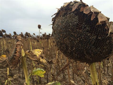 Lower Quality Sunflowers Being Harvested In 2019 Red River Farm Network