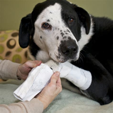 Pawflex Basic And Joint Dog Bandage Covers Baxterboo