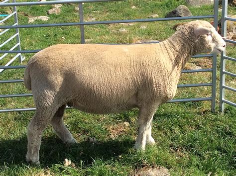 Dorset Sheep Show Results 2020