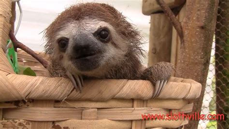 Sloth Squeak Is There Anything Cuter Than A Squeaking Sloth To