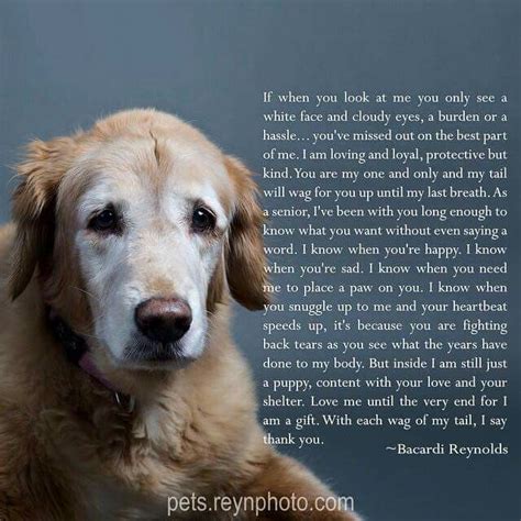 The 25 Best Old Dog Quotes Ideas On Pinterest Old Dogs