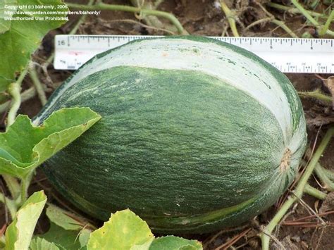 An improved crenshaw from the original melon. PlantFiles Pictures: Crenshaw Melon 'Bolero' (Cucumis melo ...