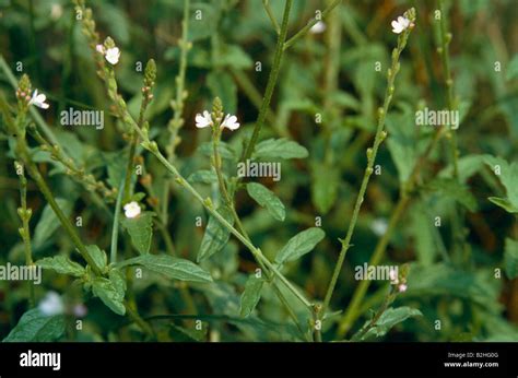 Common Vervain Common Verbena Verbena Officinalis Stock Photo Alamy