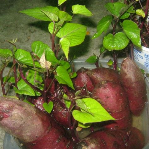 Some Very Pretty Red Potatoes In A Plastic Container With Green Leaves