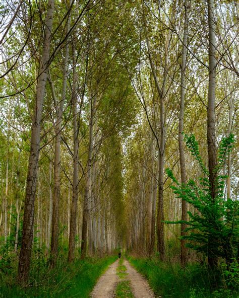 Free Picture Forest Trail Landscape Poplar Leaf Park Willow Wood