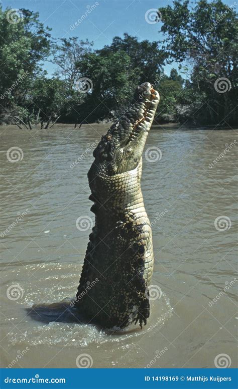Jumping Crocodile Stock Image Image Of Australia Reptiles 14198169