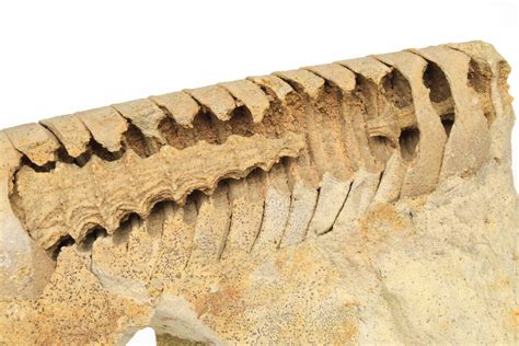 56 Ordovician Cephalopod Actinoceras Fossil Wisconsin 214271