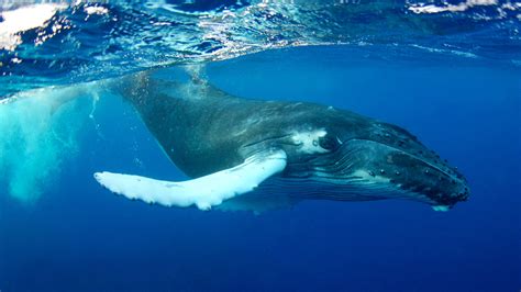 Fajarv Swimming Full Body Humpback Whales