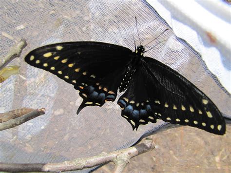 Wild Things Black Swallowtail Butterflies