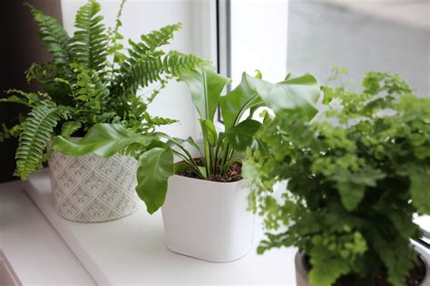 Indoor Ferns Our Favourite Indoor Fern Plants Plantura