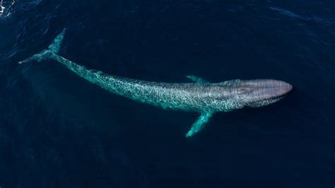 Blue Whale Largest Creatures On Earth Whale Blue Whale Water Animals