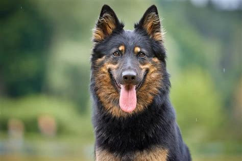 19 Dog Breeds Similar To German Shepherds