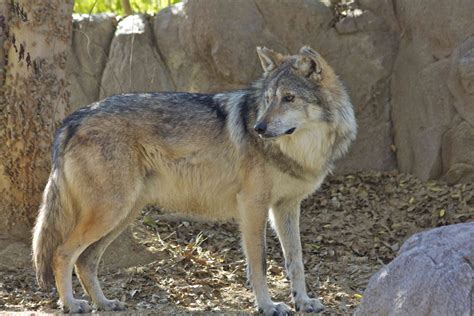 Compensation For Ranchers To Coexist With Wolves Gohunt