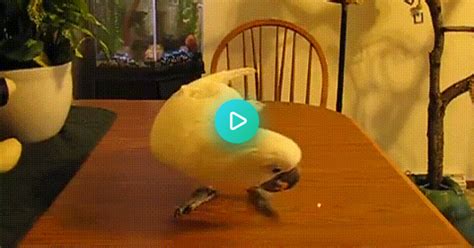 Parrot Vs Laser Pointer  On Imgur