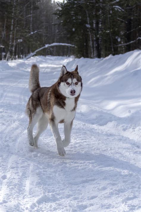 Brown Siberian Husky Runs Forward On A Snowy Forest Road In The Winter