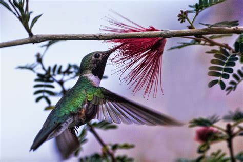 These Trees Bring Happy Hummingbirds To Your Garden
