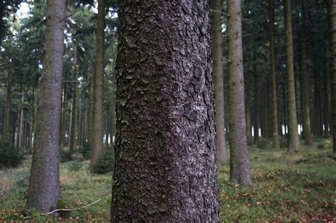 Free Photo Tree Bark Log Wood Spruce Cork Free Image On Pixabay