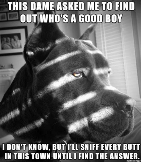 15 Cane Corso Memes Youll Find Too Cute Page 3 Of 5 The Dogman