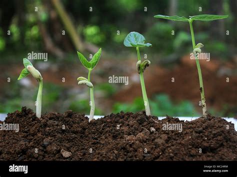 Plant Germination And Growth Seedlingplant Growth Stages Of Growing