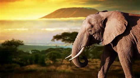 Hd Wallpaper Elephant Wildlife Terrestrial Animal Safari Savanna