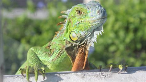 A Bandanna Wearing Iguana ‘attacked A Guy In Miami Miami Herald