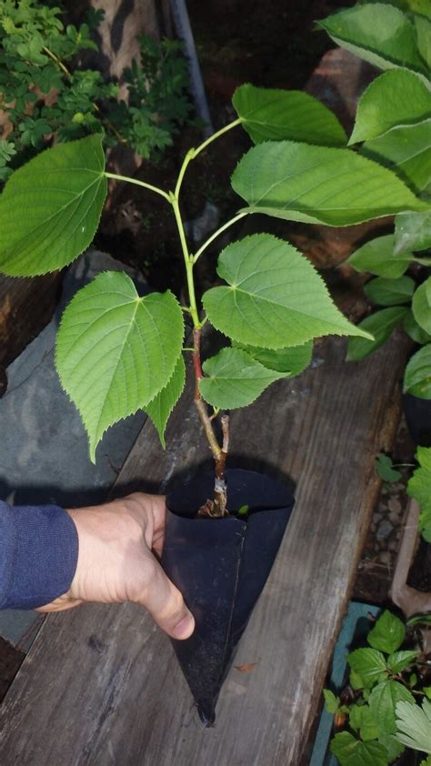 One Grafted Plant Of Tilia Tomentosa Green Mountain Etsy
