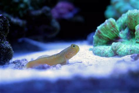 Hi Fin Red Banded Goby Fish And Coral Store