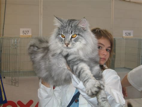Maine coon cats are moderately active. My Maine Coon Cats, page 1