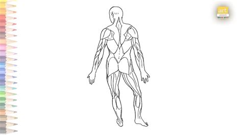 Human Body Muscles Human Muscle Anatomy Anatomy Back Science