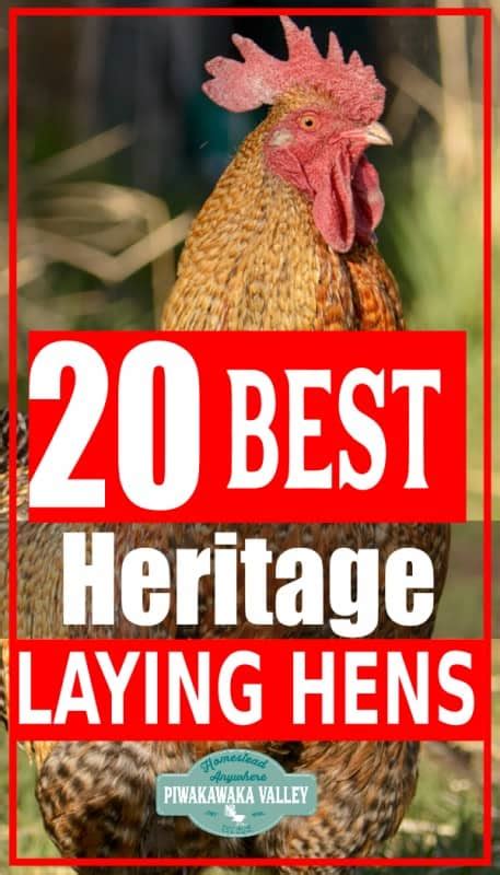 Top 20 Best Heritage Chicken Breeds For Eggs