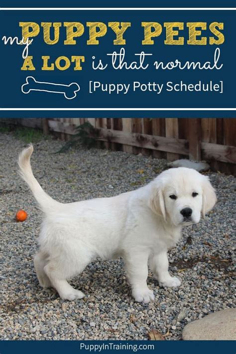 There are, however, some instances where it's a puppies tend to exhibit coprophagia, but as long as they eat quality food, the problem will usually subside on its own as the dog grows up. My Puppy Pees A Lot...Is It Normal? [A Puppy Potty ...