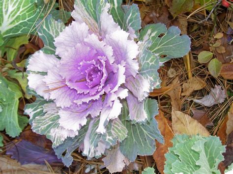 Flowering kale | Flowering kale, Floral garden, Garden painting