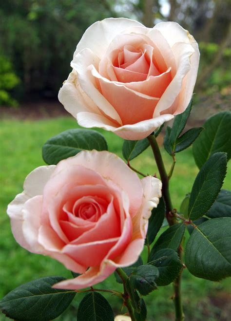 Which popular attractions are close to tea rose inn? Long stemmed rose (Hybrid Tea) Shirley's Rose 175mm Pot ...