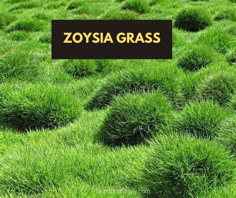 Types Of Grass Names