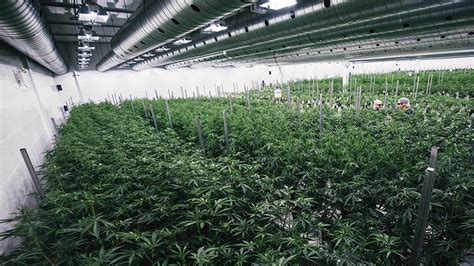 High Rollers Big Business Invests 27bn In Cannabis In