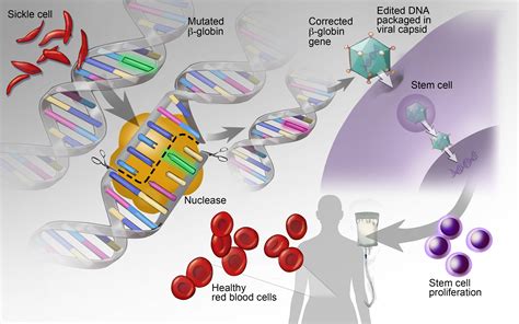 Researchers Has Demonstrated A Major Step Forward In Gene Therapy For