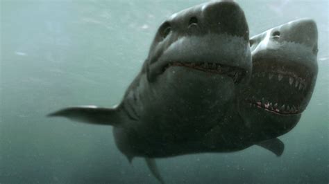 Shark With Two Heads