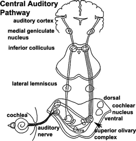 Schematic Diagram Of The Auditory Pathway From Cochlea Open I