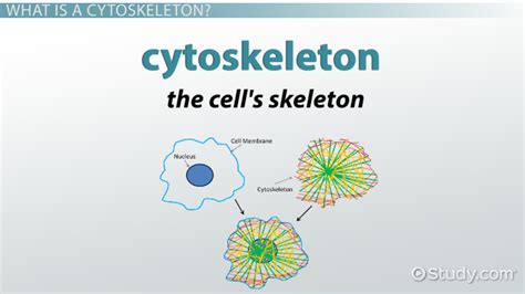 Cytoskeleton Structure Function Video Lesson Transcript Study Com