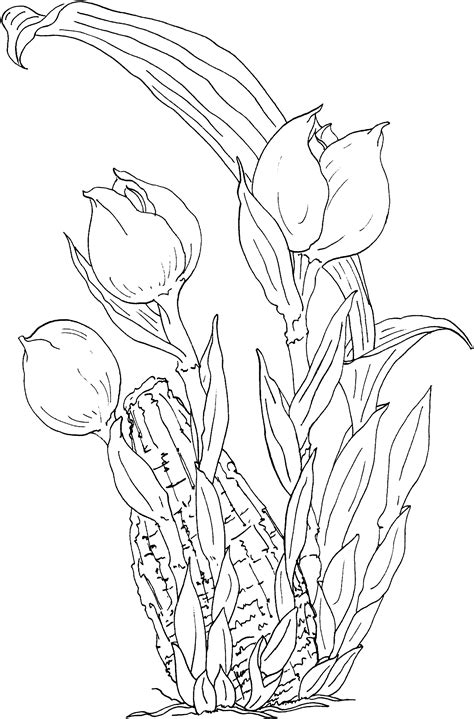 Maybe you would like to learn more about one of these? Free Printable Tulip Coloring Pages For Kids