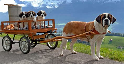 The average price of a saint bernard pup from a backyard breeder: Saint Bernard Dog Breed Information - The Ultimate Guide ...