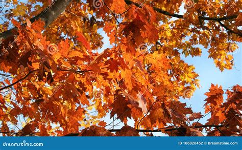 Fall Leaves On A Maple Tree With A Blue Sky Stock Photo Image Of