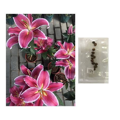 Lily Flower Seeds Plant Stargazer Lilium Shopee Philippines