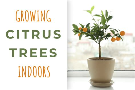 Growing Citrus Trees Indoors