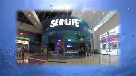 Sea Life Orlando Aquarium Visit Orlando Youtube