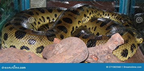 Green Anaconda Eunectes Murinus Stock Photo Image Of Serbia Animal