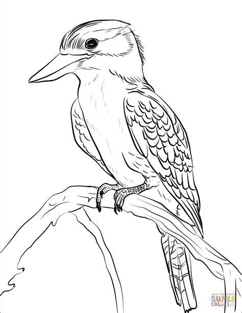 Free Printable Colouring Pages Australian Animals Kids